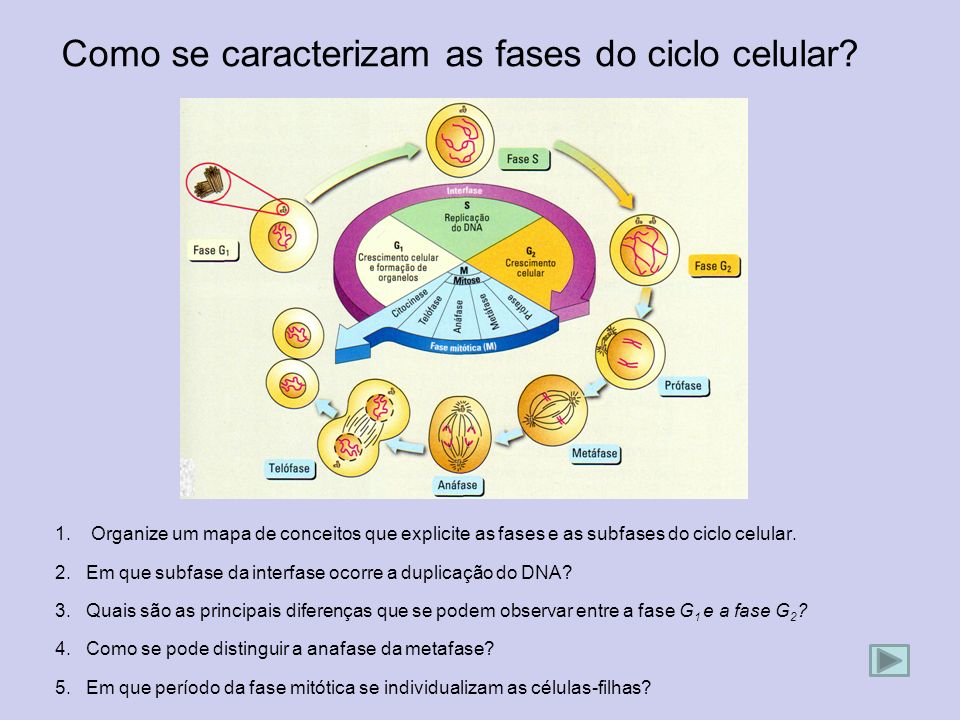 Como se caracterizam as fases do ciclo celular