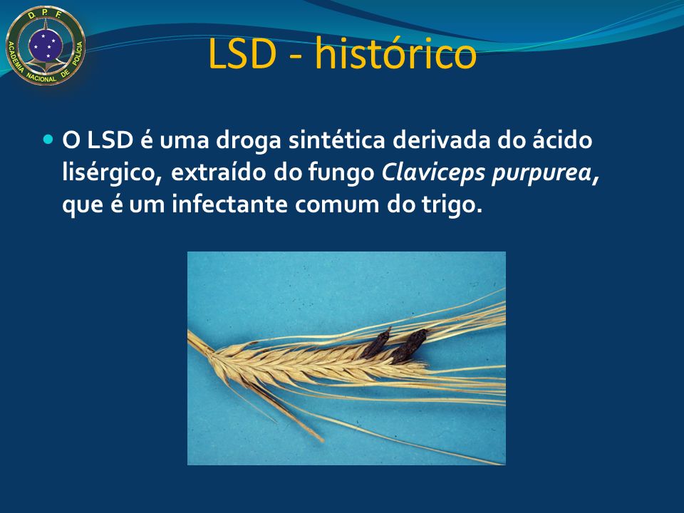 LSD - histórico O LSD é uma droga sintética derivada do ácido lisérgico, extraído do fungo Claviceps purpurea, que é um infectante comum do trigo.