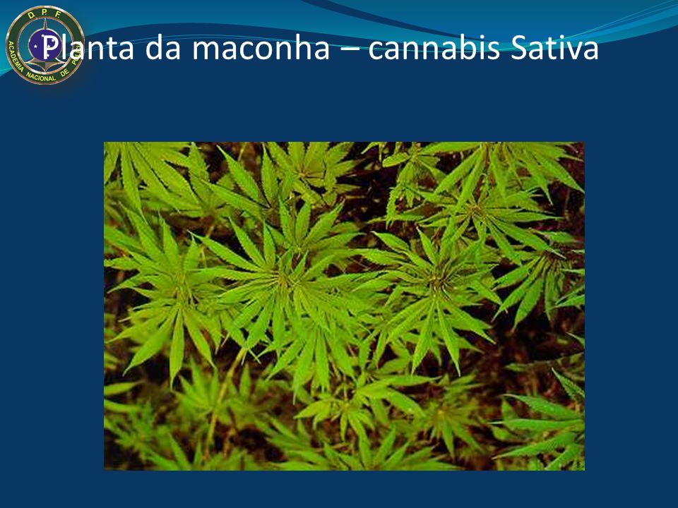 Planta da maconha – cannabis Sativa