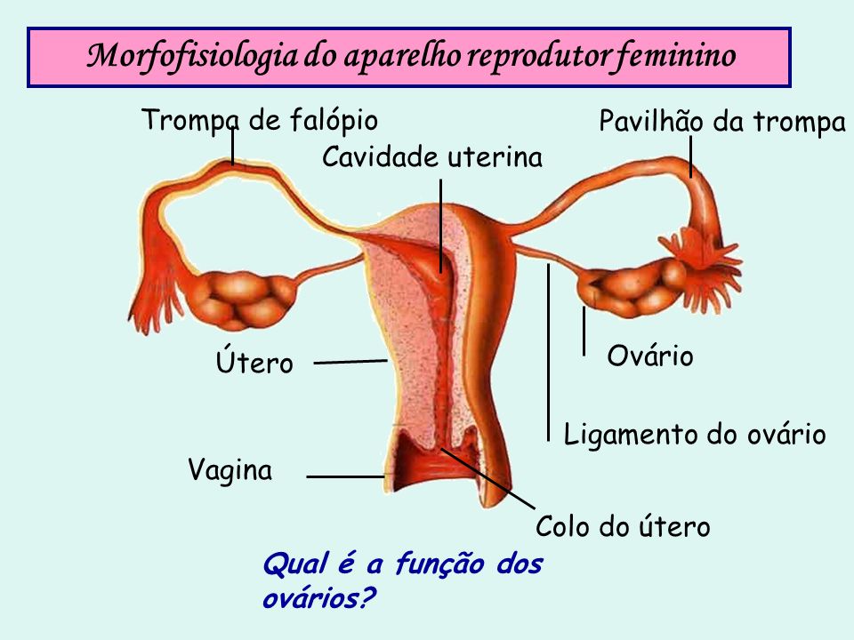 Morfofisiologia do aparelho reprodutor feminino