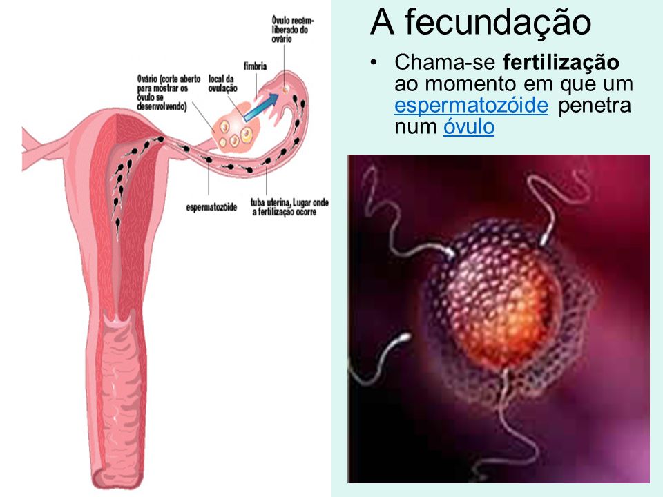 A fecundação Chama-se fertilização ao momento em que um espermatozóide penetra num óvulo