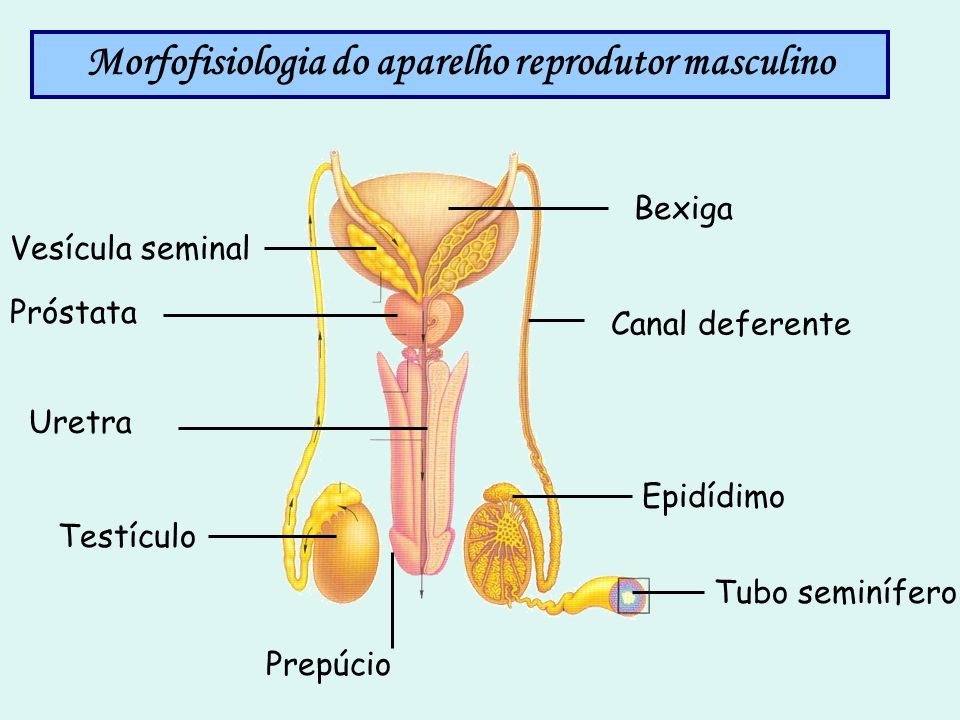 Morfofisiologia do aparelho reprodutor masculino