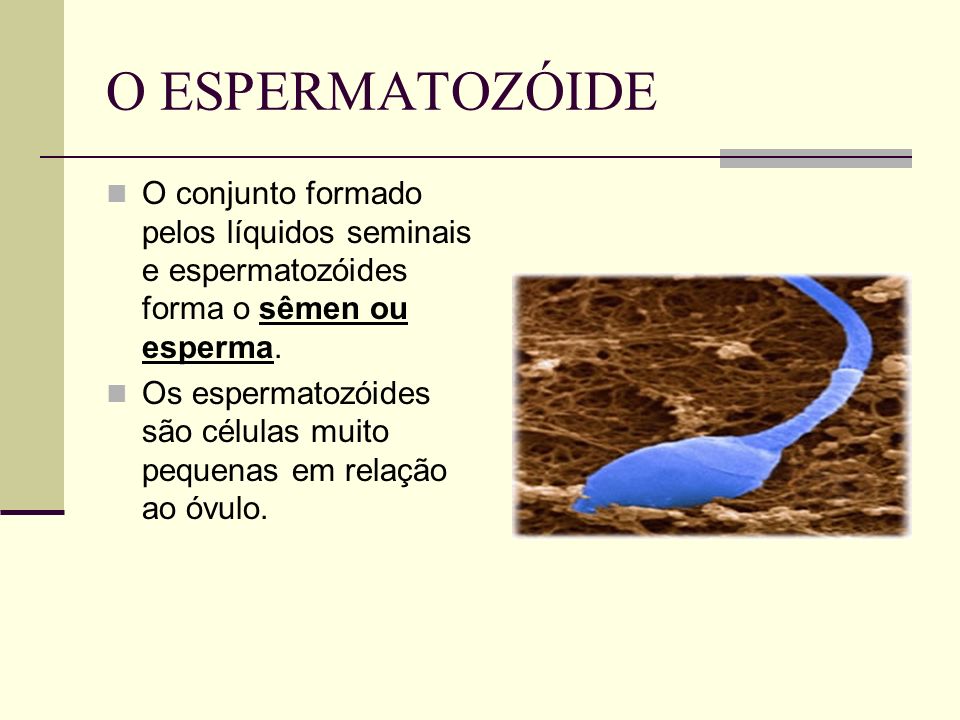 O ESPERMATOZÓIDE O conjunto formado pelos líquidos seminais e espermatozóides forma o sêmen ou esperma.