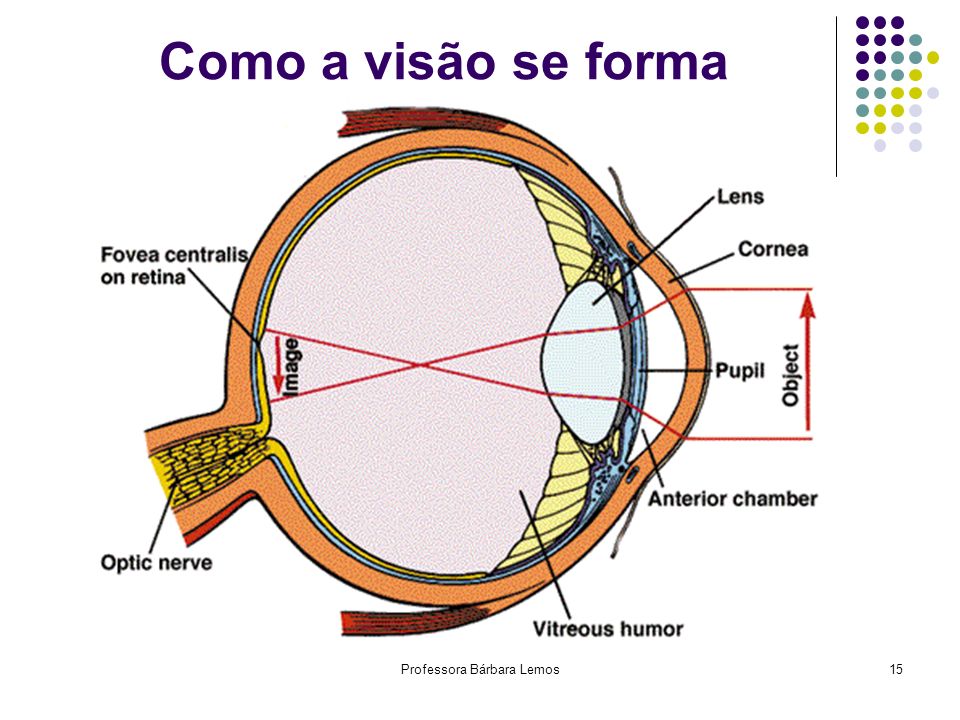 Órgãos Anexos dos Globos Oculares
