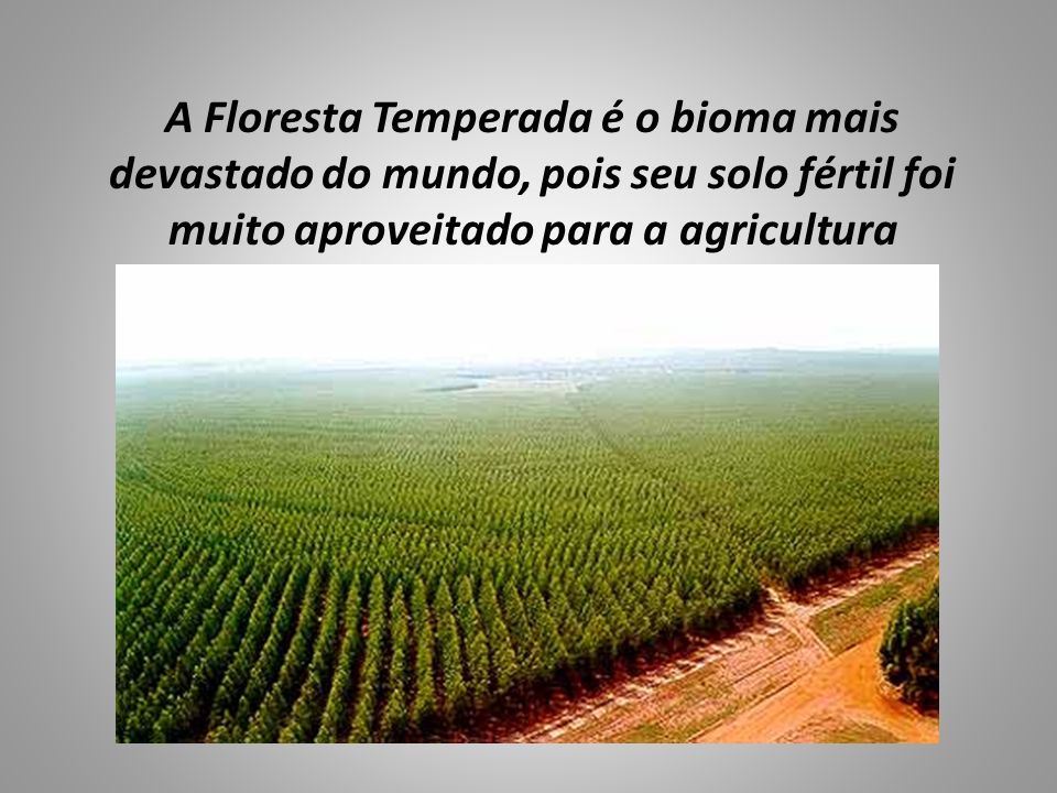 A Floresta Temperada é o bioma mais devastado do mundo, pois seu solo fértil foi muito aproveitado para a agricultura