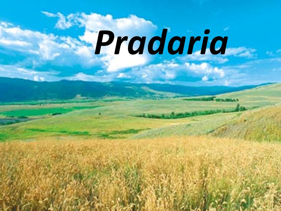Pradaria