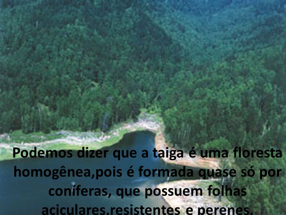 Podemos dizer que a taiga é uma floresta homogênea,pois é formada quase só por coníferas, que possuem folhas aciculares,resistentes e perenes.