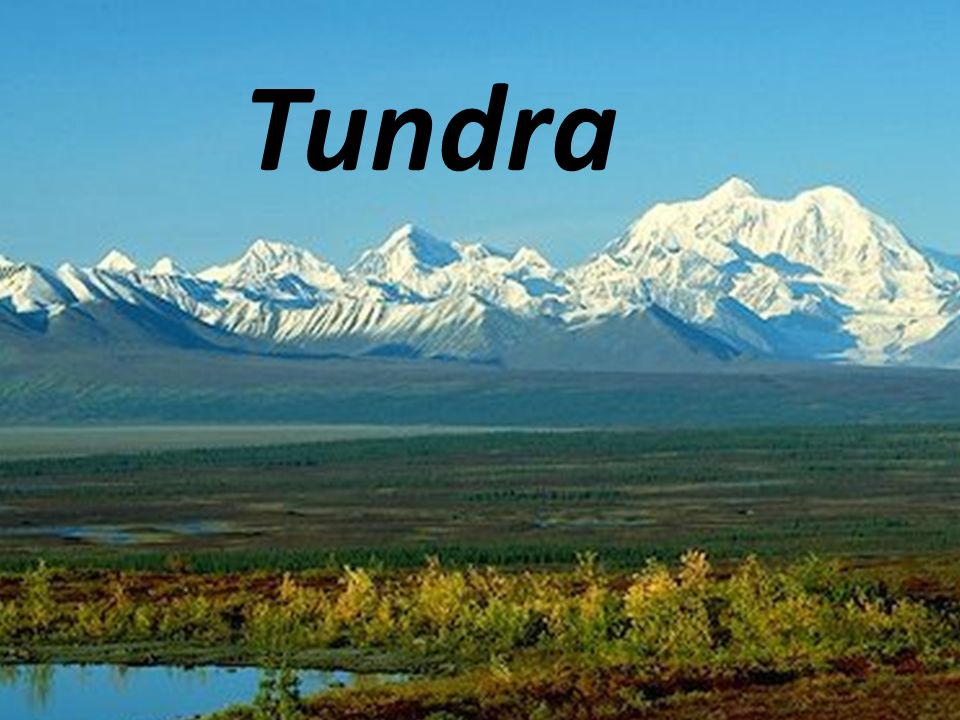 Tundra Tundra