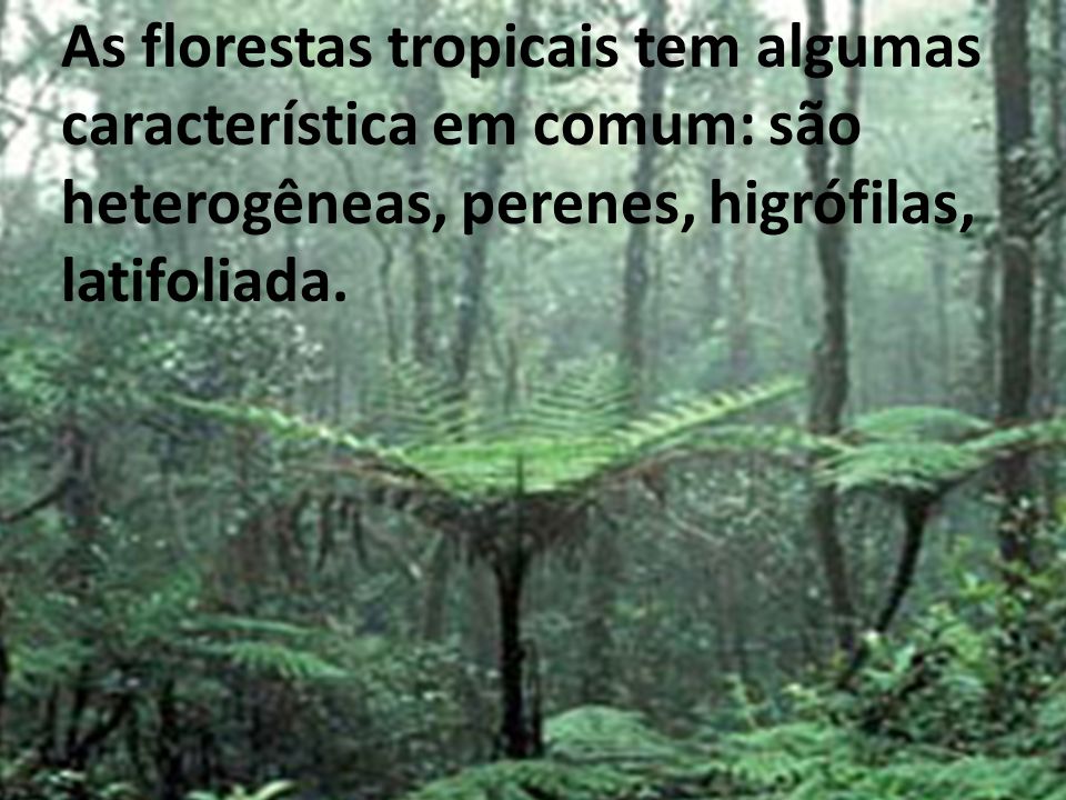 As florestas tropicais tem algumas característica em comum: são heterogêneas, perenes, higrófilas, latifoliada.