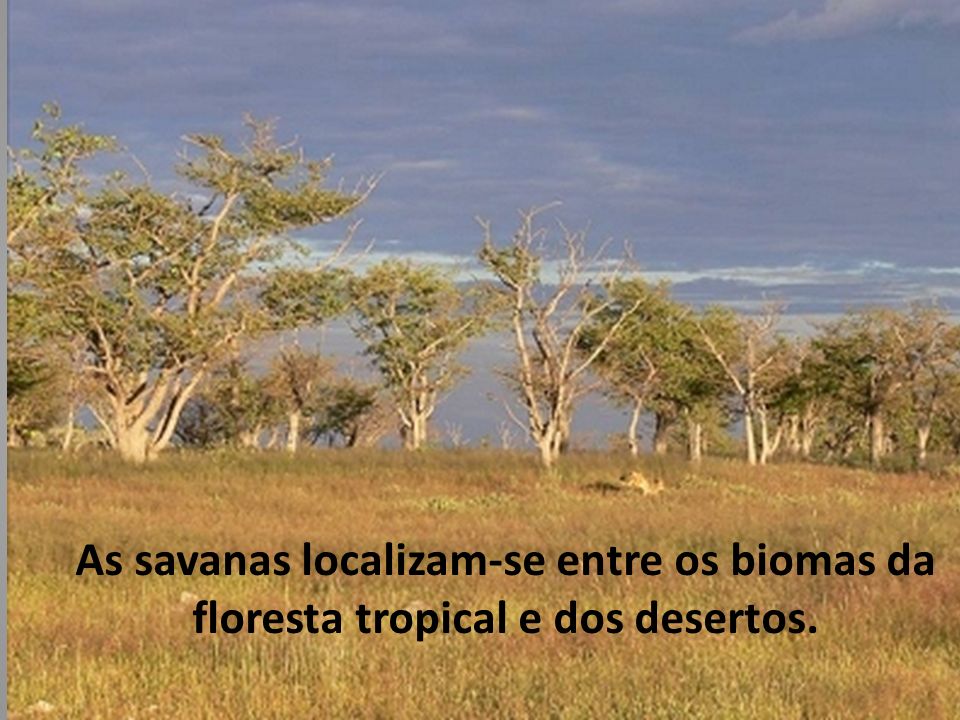 As savanas localizam-se entre os biomas da floresta tropical e dos desertos.