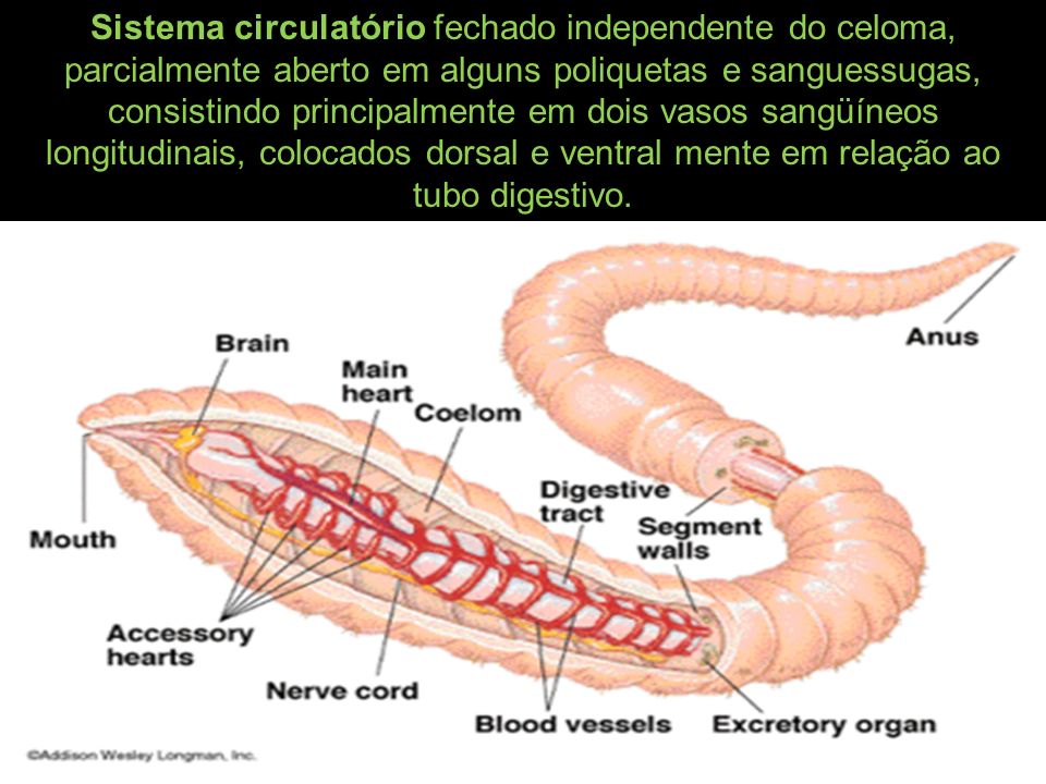 Sistema circulatório fechado independente do celoma, parcialmente aberto em alguns poliquetas e sanguessugas, consistindo principalmente em dois vasos sangüíneos longitudinais, colocados dorsal e ventral mente em relação ao tubo digestivo.