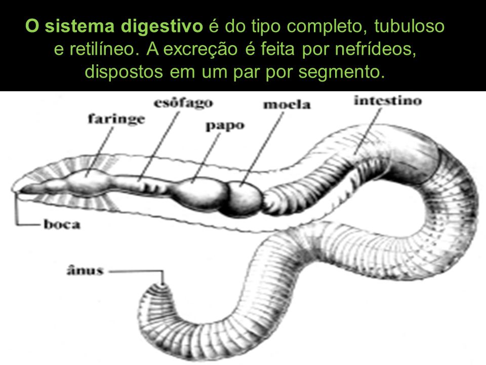 O sistema digestivo é do tipo completo, tubuloso e retilíneo