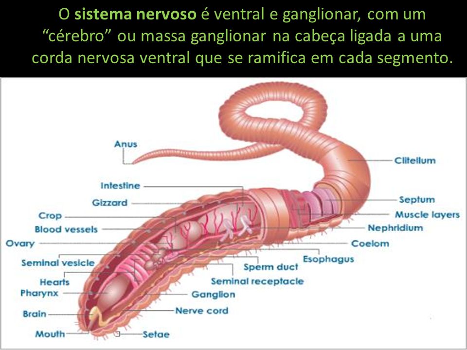 O sistema nervoso é ventral e ganglionar, com um cérebro ou massa ganglionar na cabeça ligada a uma corda nervosa ventral que se ramifica em cada segmento.