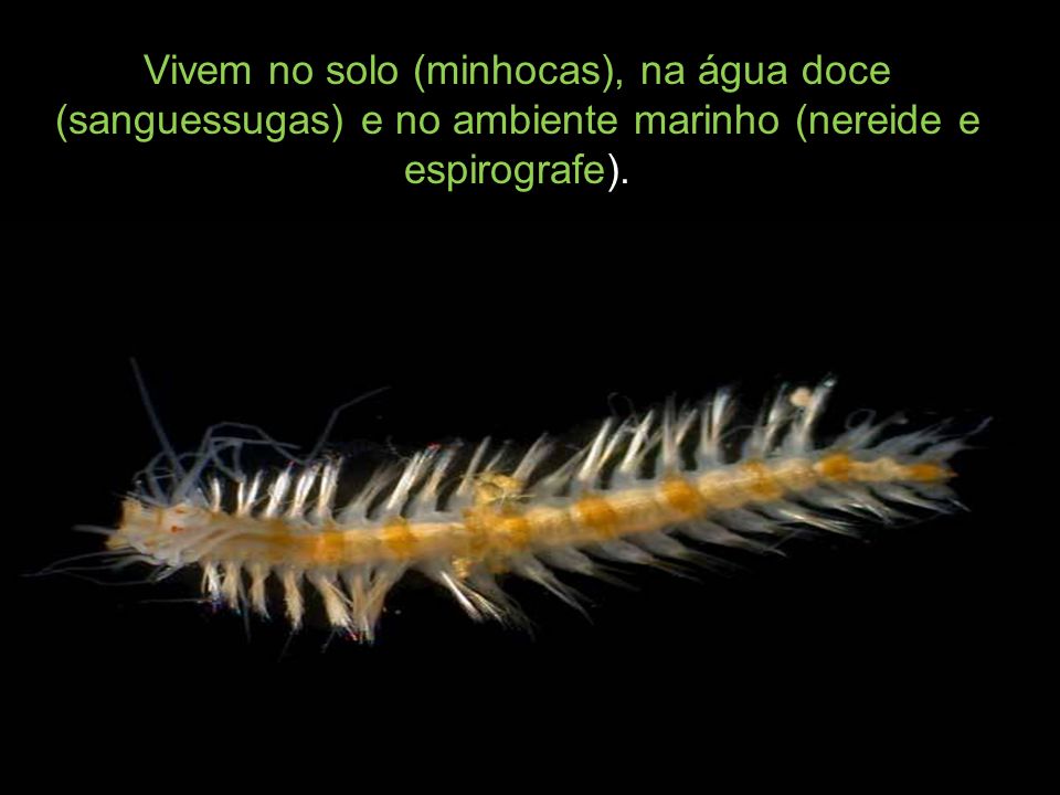 Vivem no solo (minhocas), na água doce (sanguessugas) e no ambiente marinho (nereide e espirografe).