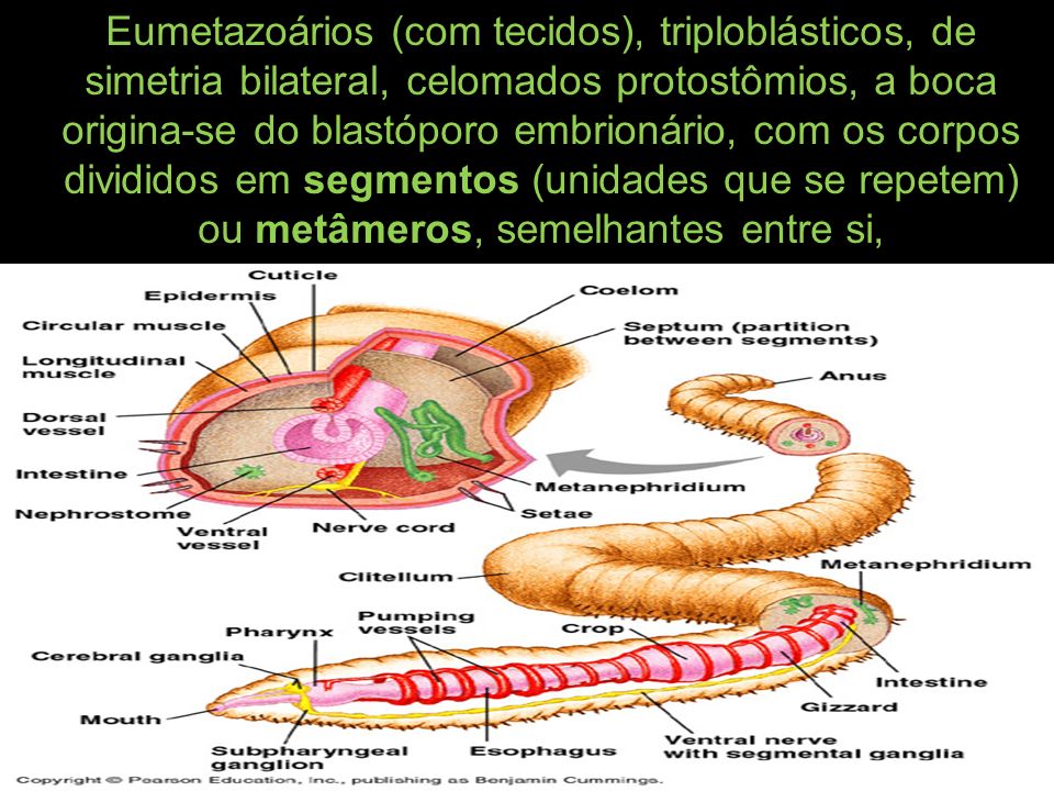 Eumetazoários (com tecidos), triploblásticos, de simetria bilateral, celomados protostômios, a boca origina-se do blastóporo embrionário, com os corpos divididos em segmentos (unidades que se repetem) ou metâmeros, semelhantes entre si,