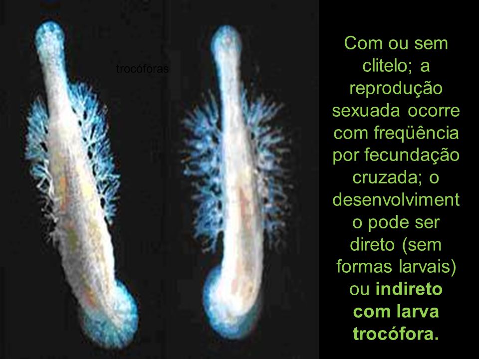Com ou sem clitelo; a reprodução sexuada ocorre com freqüência por fecundação cruzada; o desenvolvimento pode ser direto (sem formas larvais) ou indireto com larva trocófora.