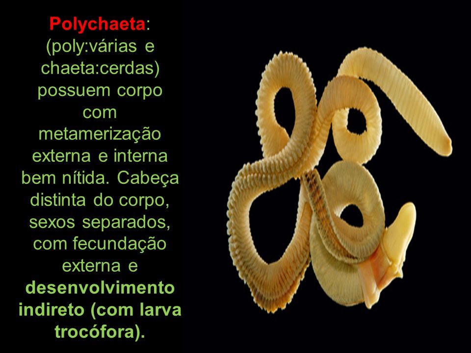 Polychaeta: (poly:várias e chaeta:cerdas) possuem corpo com metamerização externa e interna bem nítida.