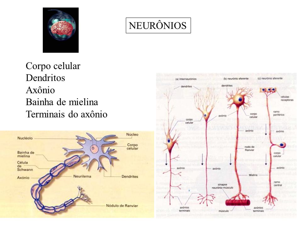 NEURÔNIOS Corpo celular Dendritos Axônio Bainha de mielina Terminais do axônio