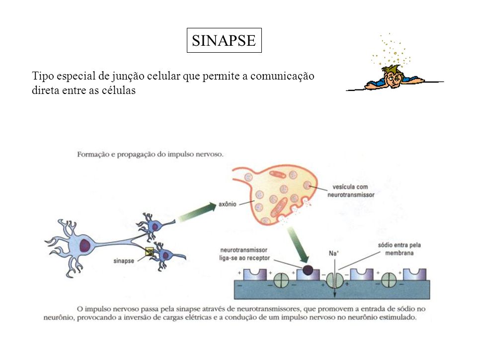 SINAPSE Tipo especial de junção celular que permite a comunicação direta entre as células