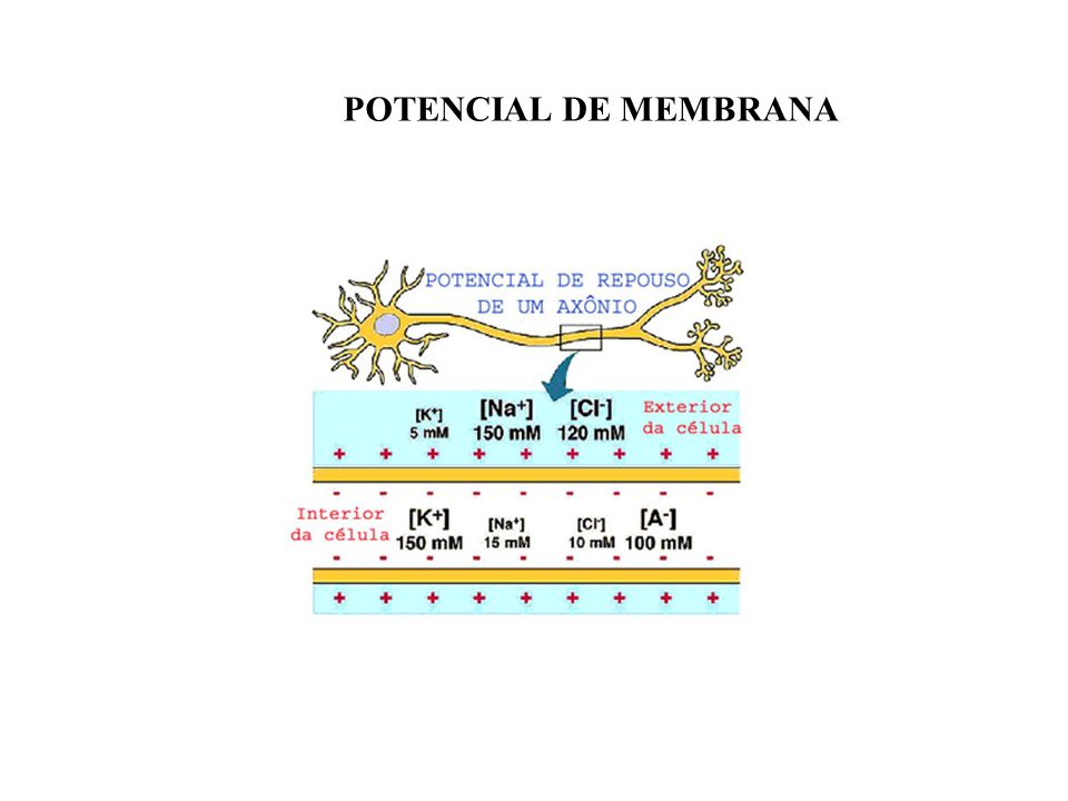 POTENCIAL DE MEMBRANA