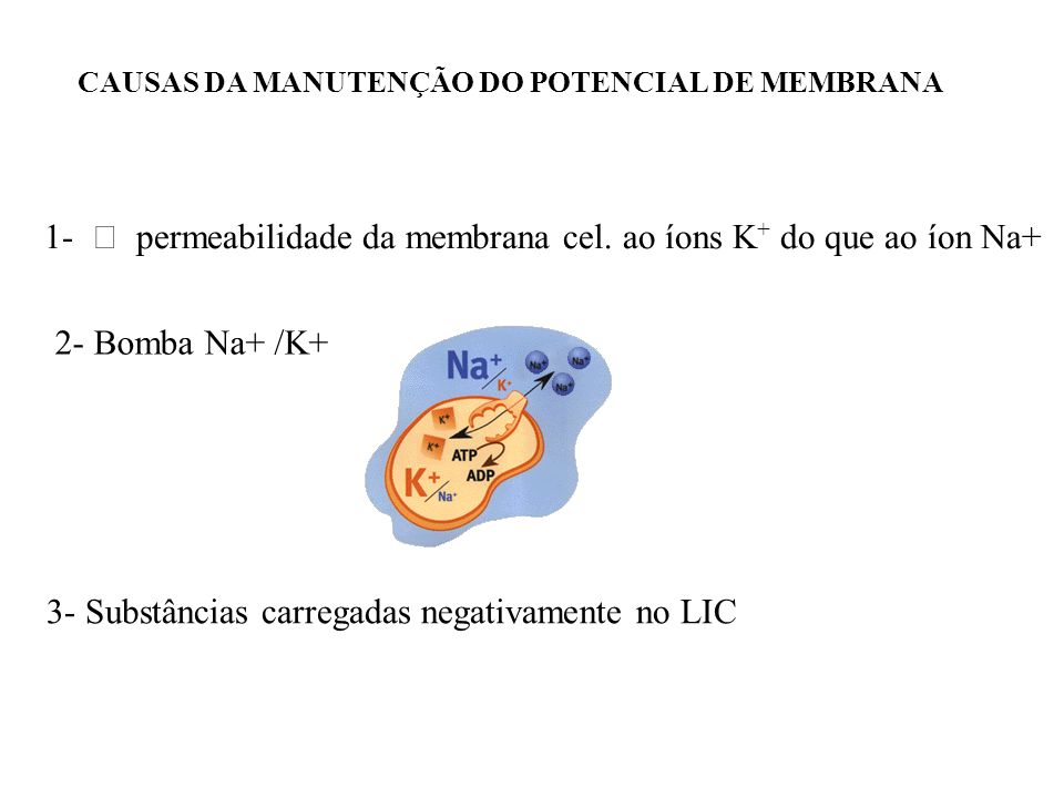 1- ⁭ permeabilidade da membrana cel. ao íons K+ do que ao íon Na+
