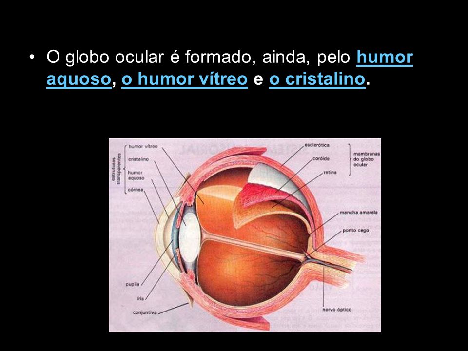 O globo ocular é formado, ainda, pelo humor aquoso, o humor vítreo e o cristalino.