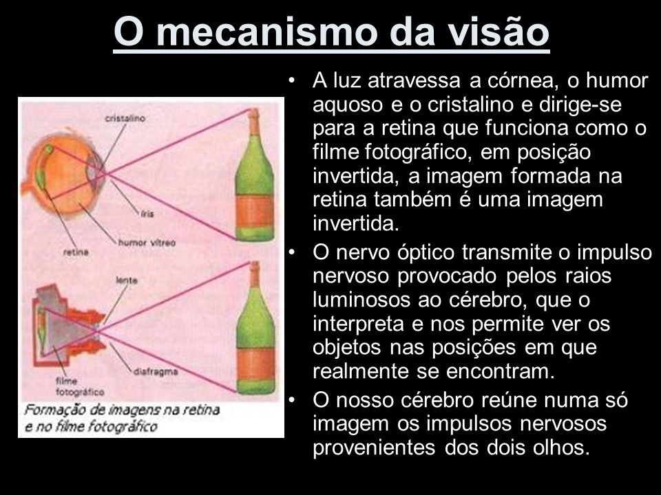 O mecanismo da visão