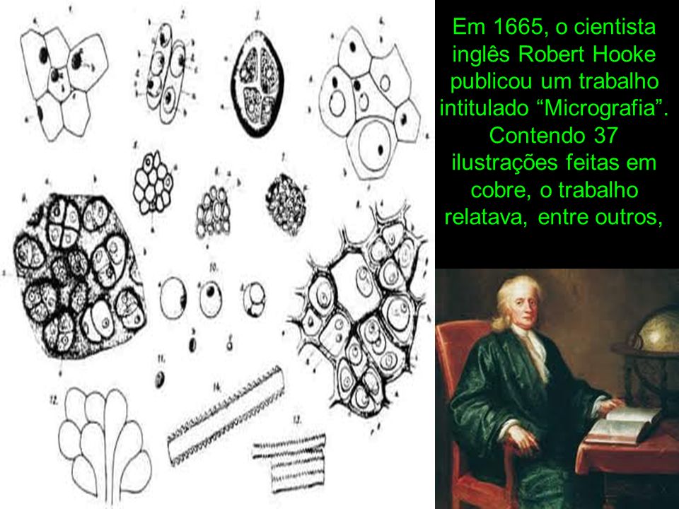 Em 1665, o cientista inglês Robert Hooke publicou um trabalho intitulado Micrografia . Contendo 37 ilustrações feitas em cobre, o trabalho relatava, entre outros,