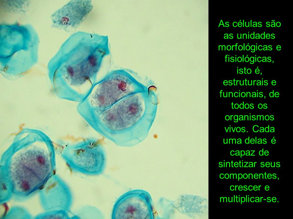As células são as unidades morfológicas e fisiológicas, isto é, estruturais e funcionais, de todos os organismos vivos.