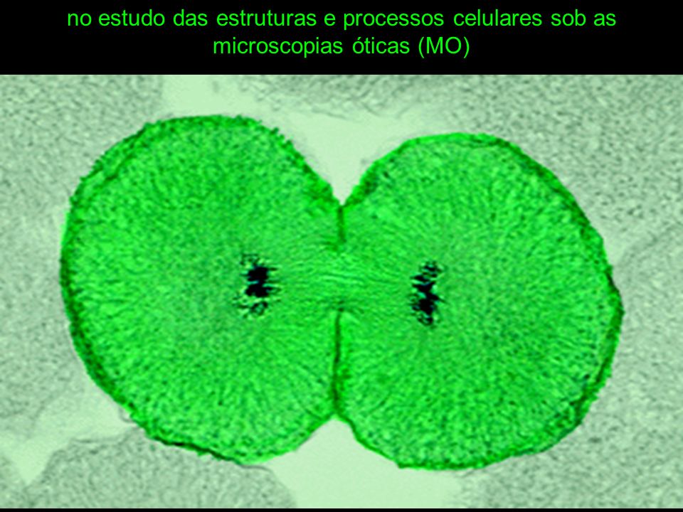 no estudo das estruturas e processos celulares sob as microscopias óticas (MO)