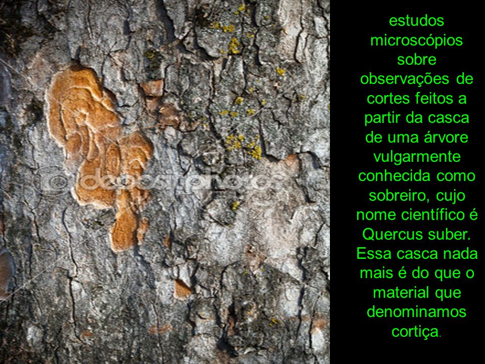 estudos microscópios sobre observações de cortes feitos a partir da casca de uma árvore vulgarmente conhecida como sobreiro, cujo nome científico é Quercus suber.