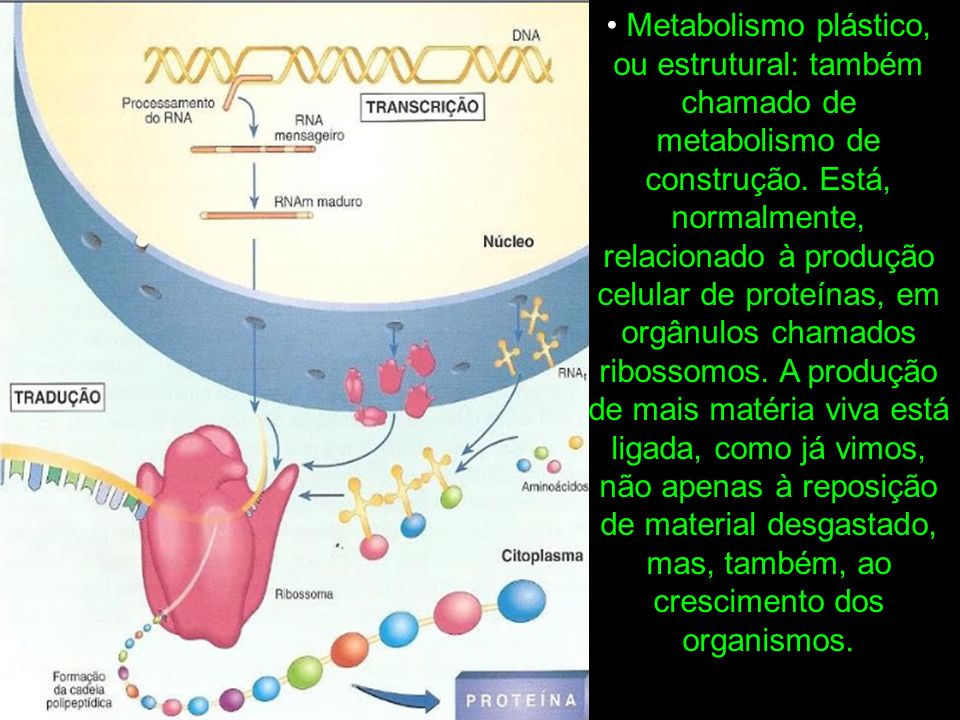 • Metabolismo plástico, ou estrutural: também chamado de metabolismo de construção.