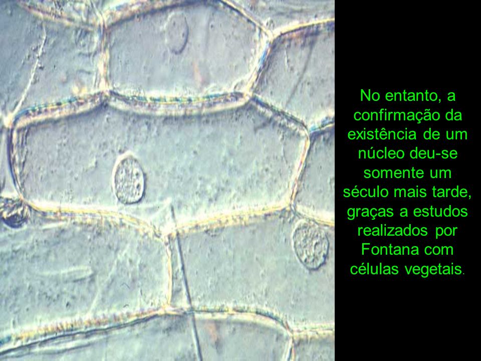 No entanto, a confirmação da existência de um núcleo deu-se somente um século mais tarde, graças a estudos realizados por Fontana com células vegetais.