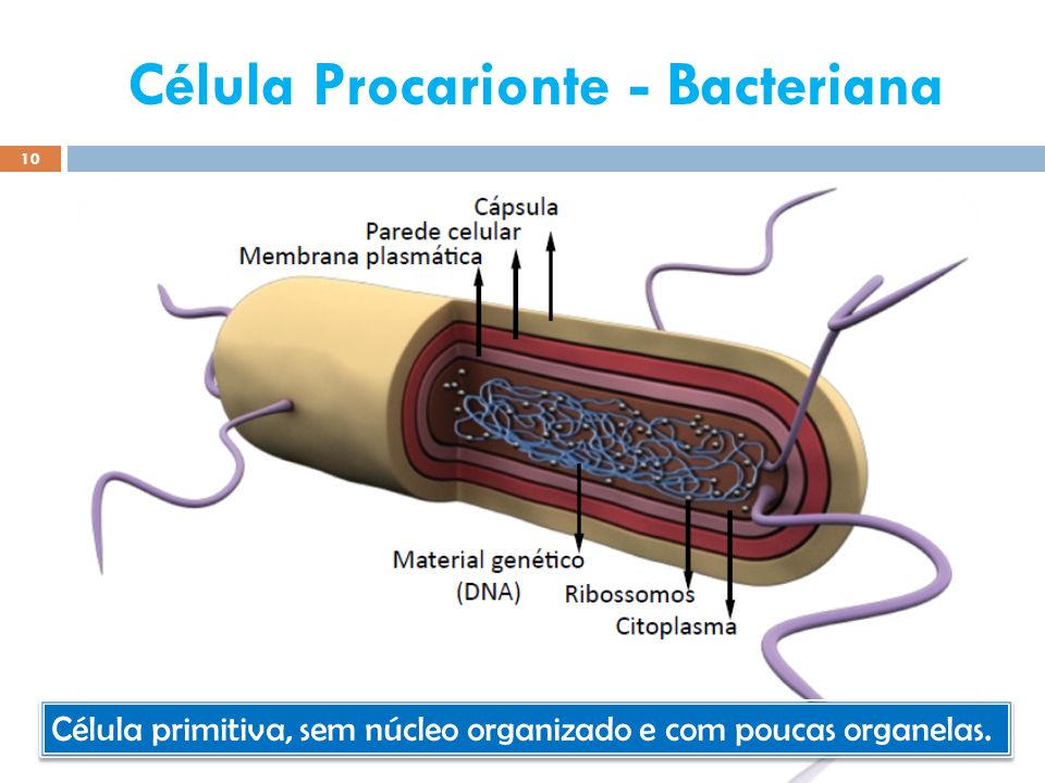 Célula Procarionte - Bacteriana