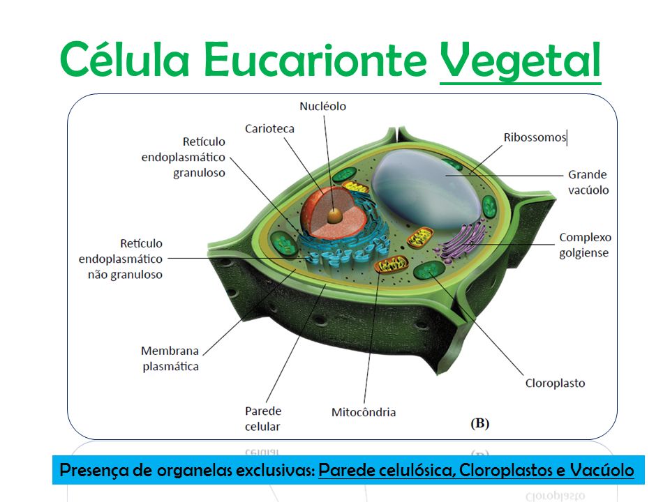 Célula Eucarionte Vegetal