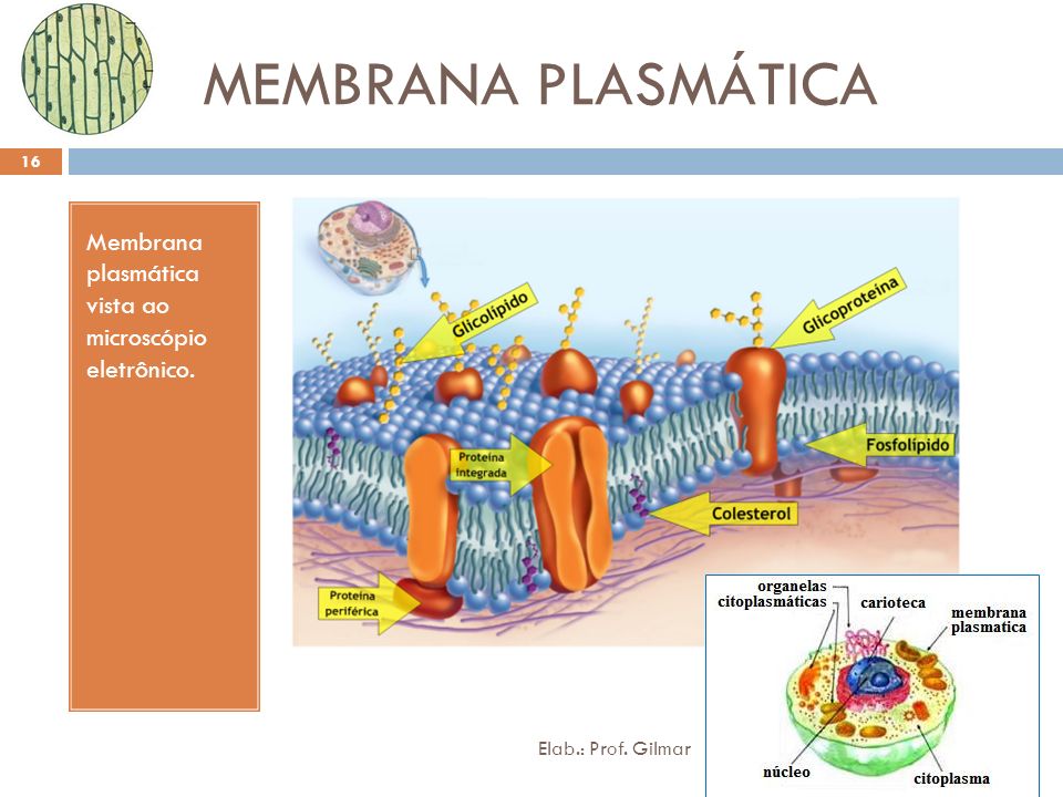 MEMBRANA PLASMÁTICA Membrana plasmática vista ao microscópio eletrônico.