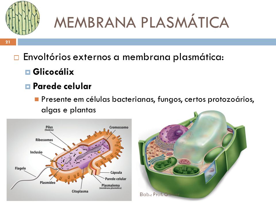 MEMBRANA PLASMÁTICA Envoltórios externos a membrana plasmática: