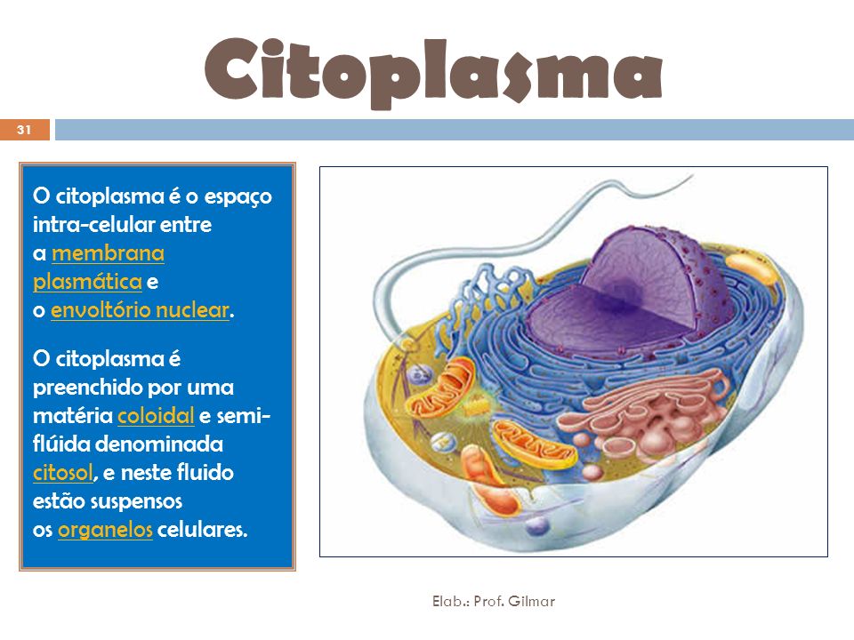 Citoplasma O citoplasma é o espaço intra-celular entre a membrana plasmática e o envoltório nuclear.