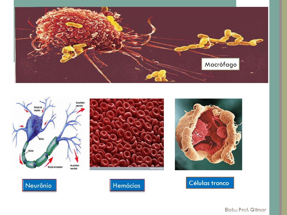 Macrófago Células tronco Neurônio Hemácias Elab.: Prof. Gilmar
