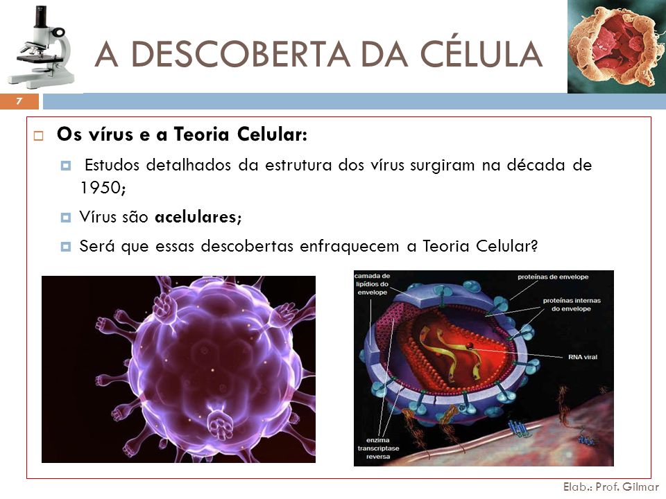A DESCOBERTA DA CÉLULA Os vírus e a Teoria Celular: