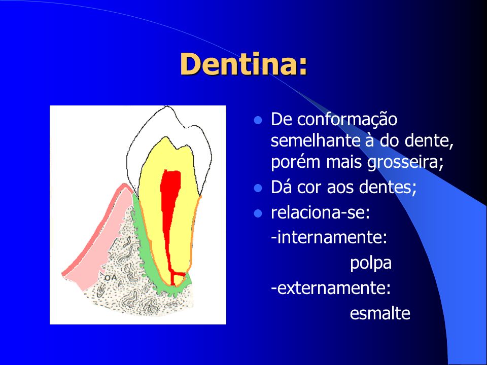Dentina: De conformação semelhante à do dente, porém mais grosseira;