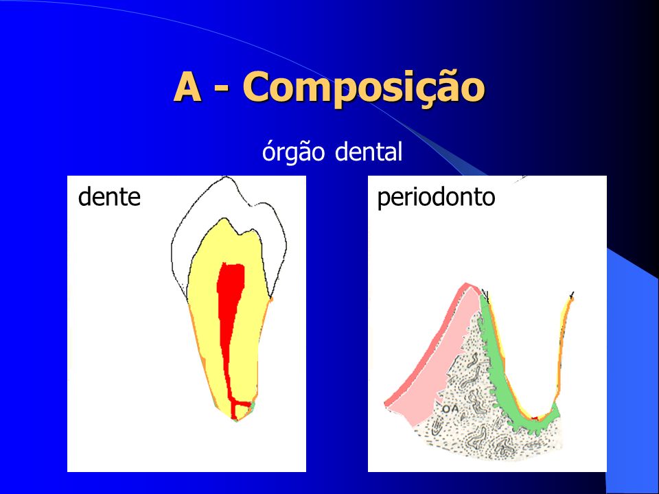 A - Composição órgão dental dente periodonto