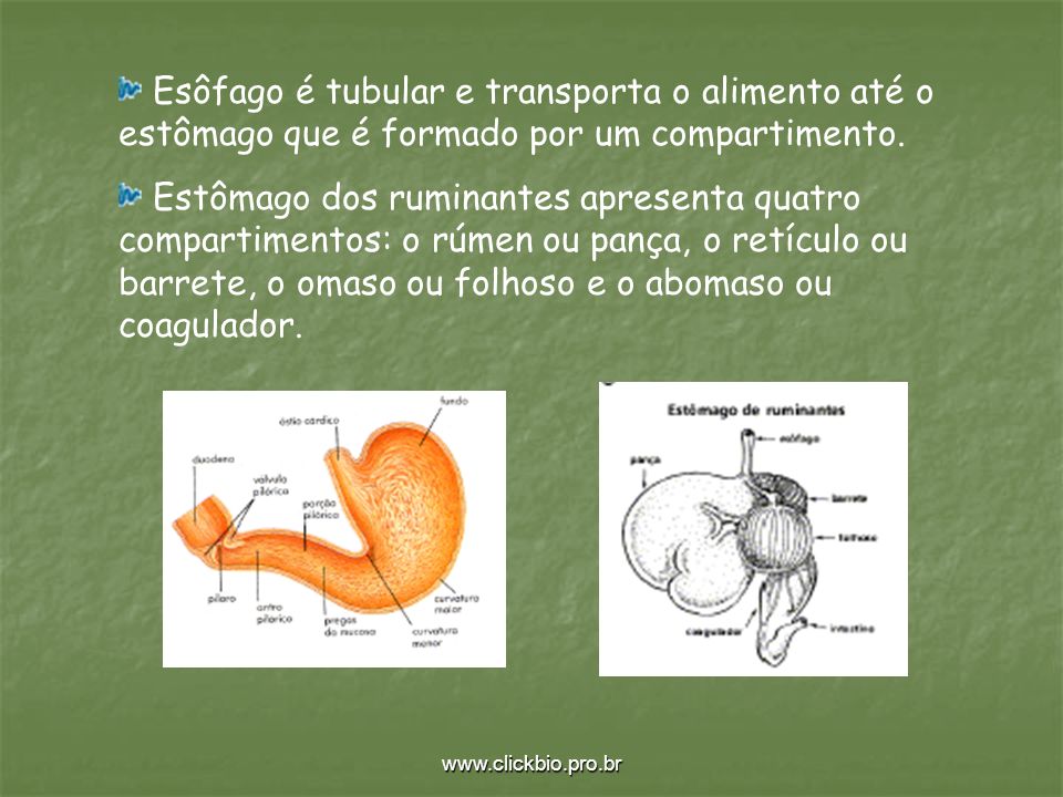 Esôfago é tubular e transporta o alimento até o estômago que é formado por um compartimento.