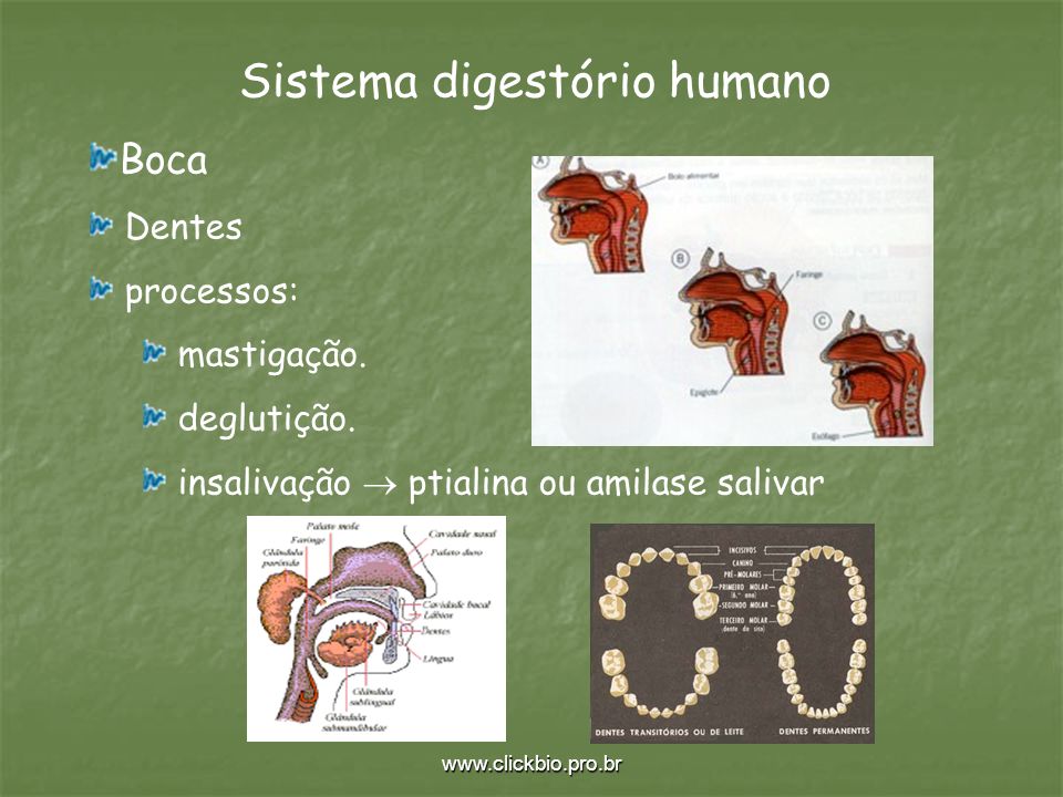 Sistema digestório humano