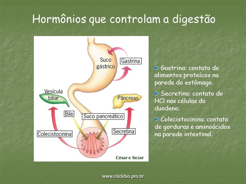 Hormônios que controlam a digestão