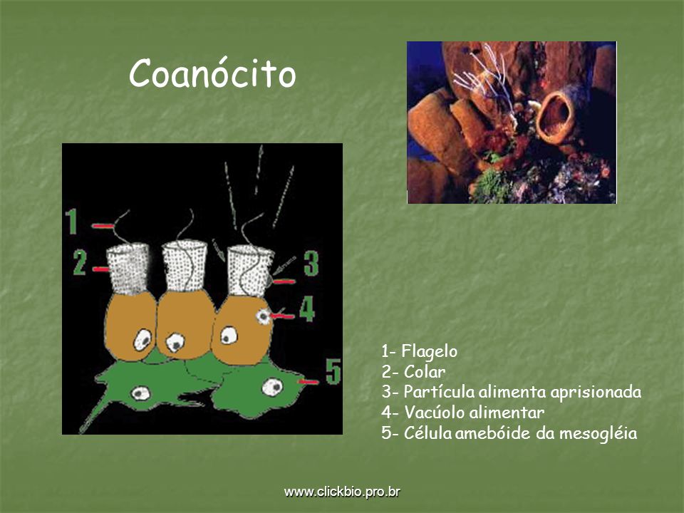 Coanócito 1- Flagelo 2- Colar 3- Partícula alimenta aprisionada 4- Vacúolo alimentar 5- Célula amebóide da mesogléia.