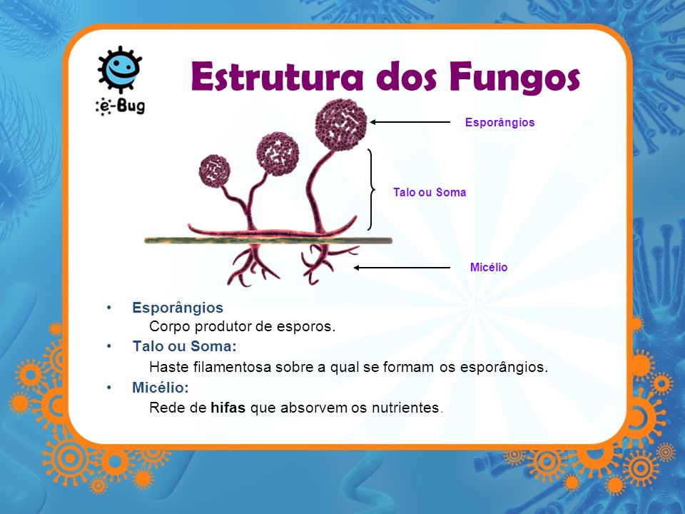 Estrutura dos Fungos Esporângios Corpo produtor de esporos.