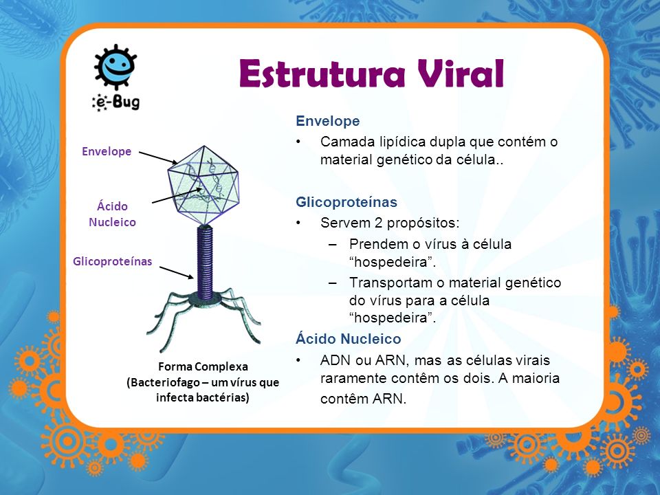 (Bacteriofago – um vírus que infecta bactérias)