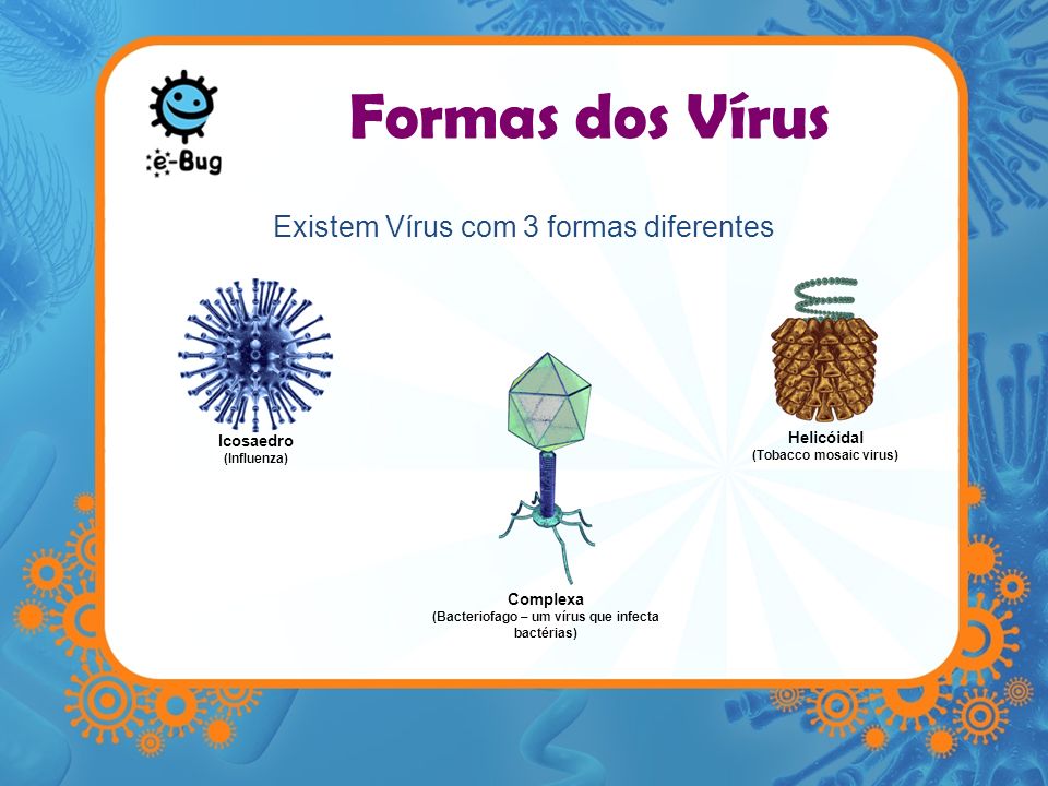 (Tobacco mosaic virus) (Bacteriofago – um vírus que infecta bactérias)