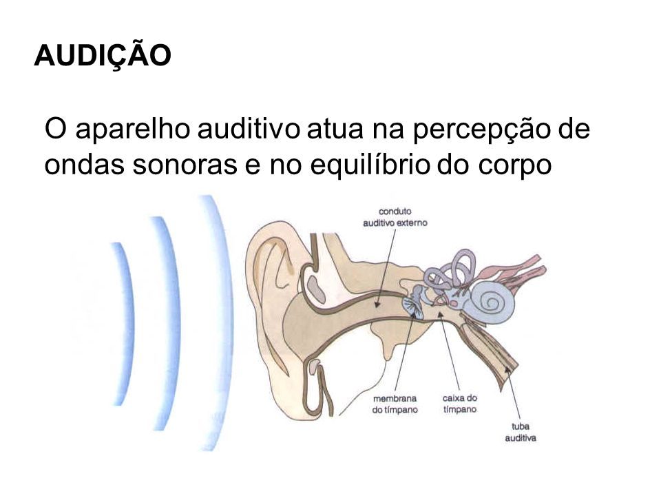 AUDIÇÃO O aparelho auditivo atua na percepção de ondas sonoras e no equilíbrio do corpo